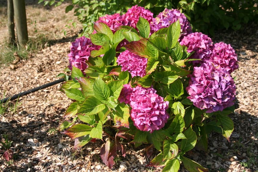 Les Hortensias du Haut Bois Triomphe hortensia fleurs rondes godet