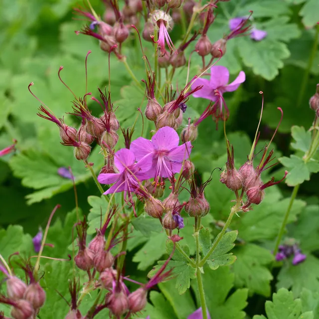 Bakker Géranium Czakor vivace pot 9cm fleurs violettes