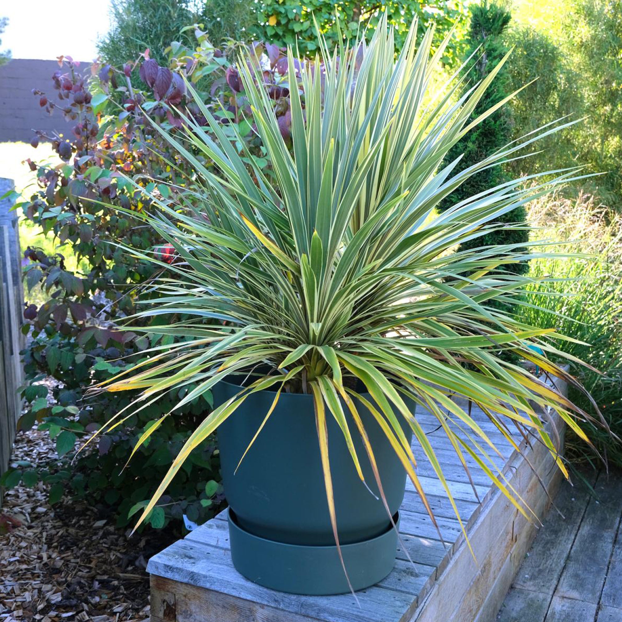 Bakker Arbustes Cordyline Fantasy faux palmier pot 9cm