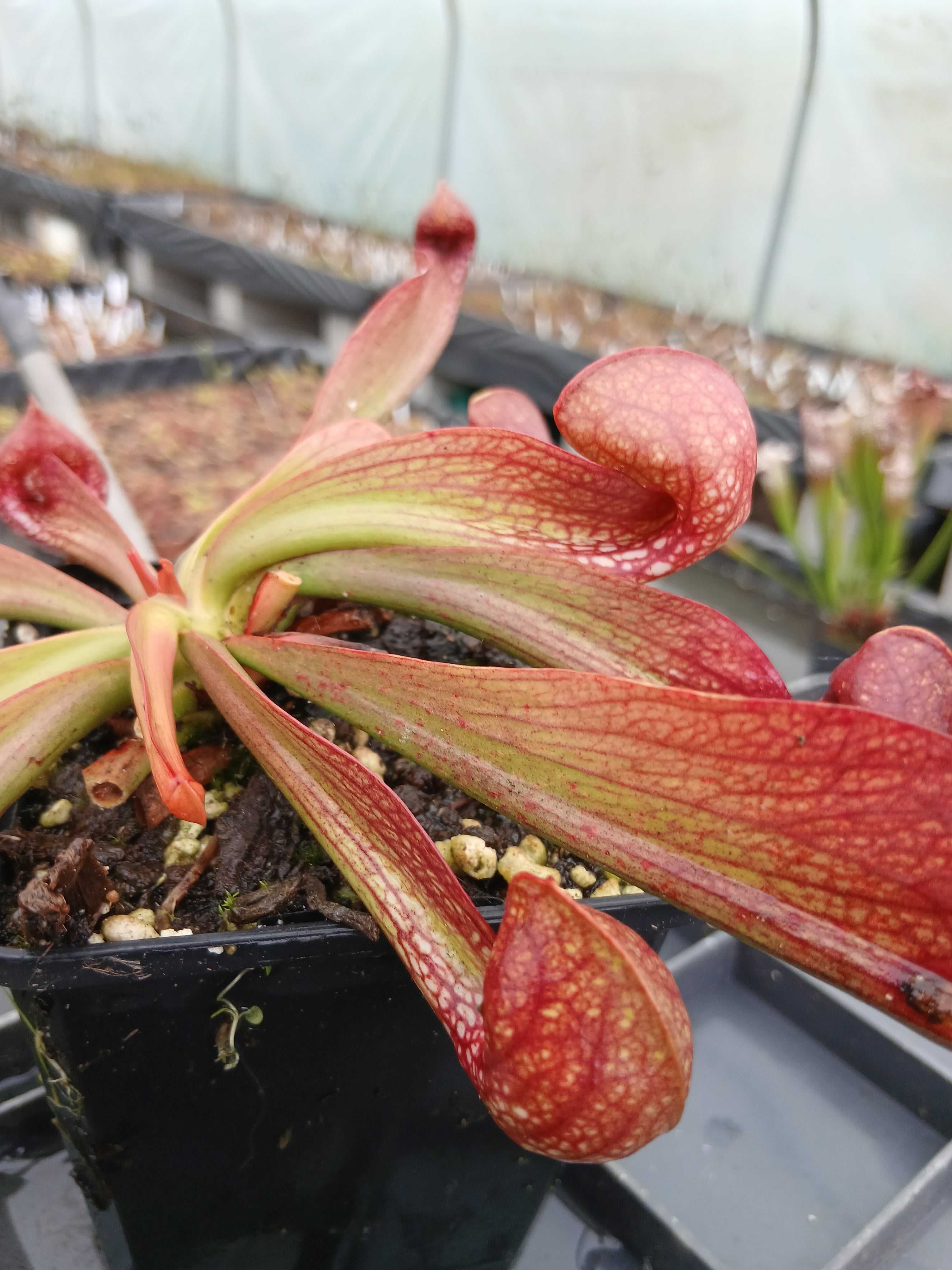 Carniflore Sarracenia psittacina okefenokeensis plante carnivore 1 point