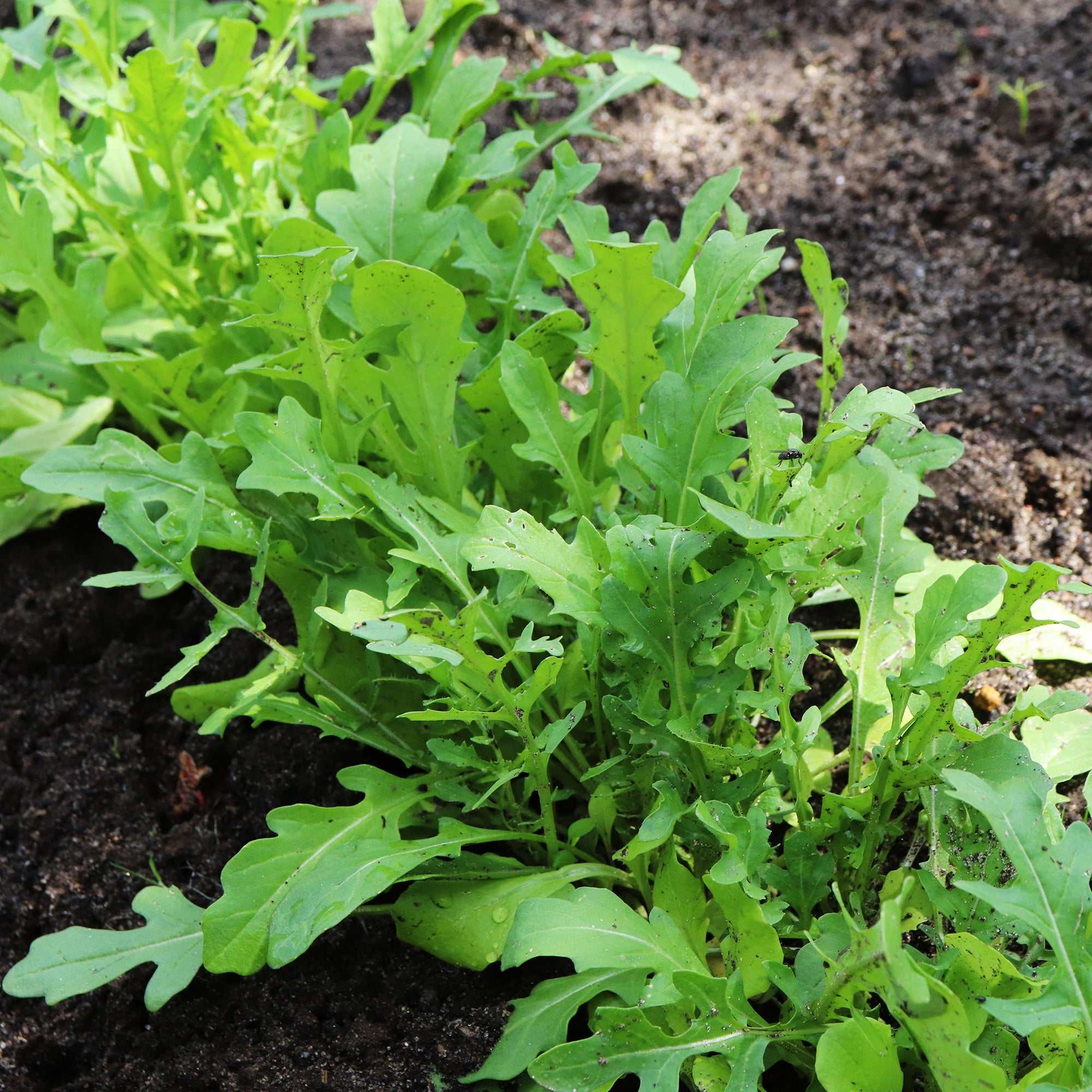 Bakker Roquette cultivée graines sachet 5g poivrée