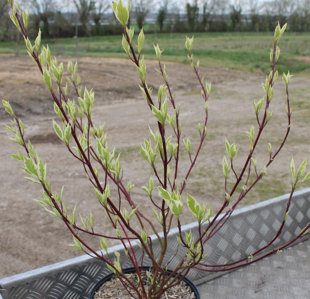 Ripoche Cornus alba Miracle cornouiller nain bois rouge