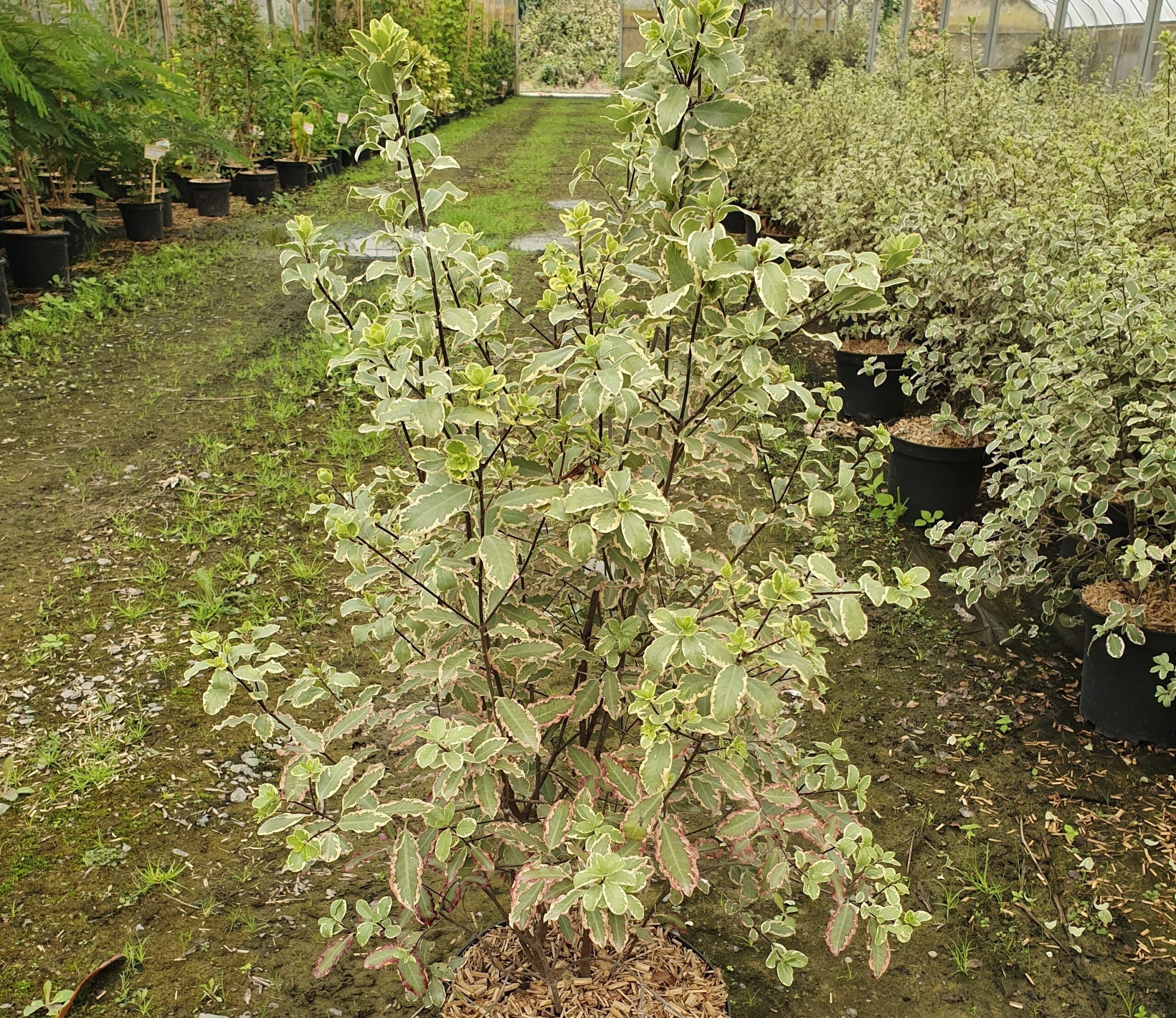Pépinières Ripoche Pittosporum tenuifolium Elisabeth arbuste panaché