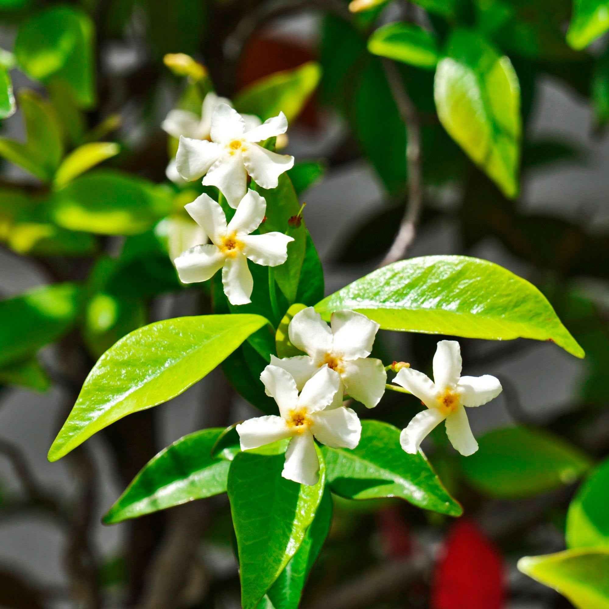 Bakker Star of Venice jasmin étoilé blanc grimpant pot 2L