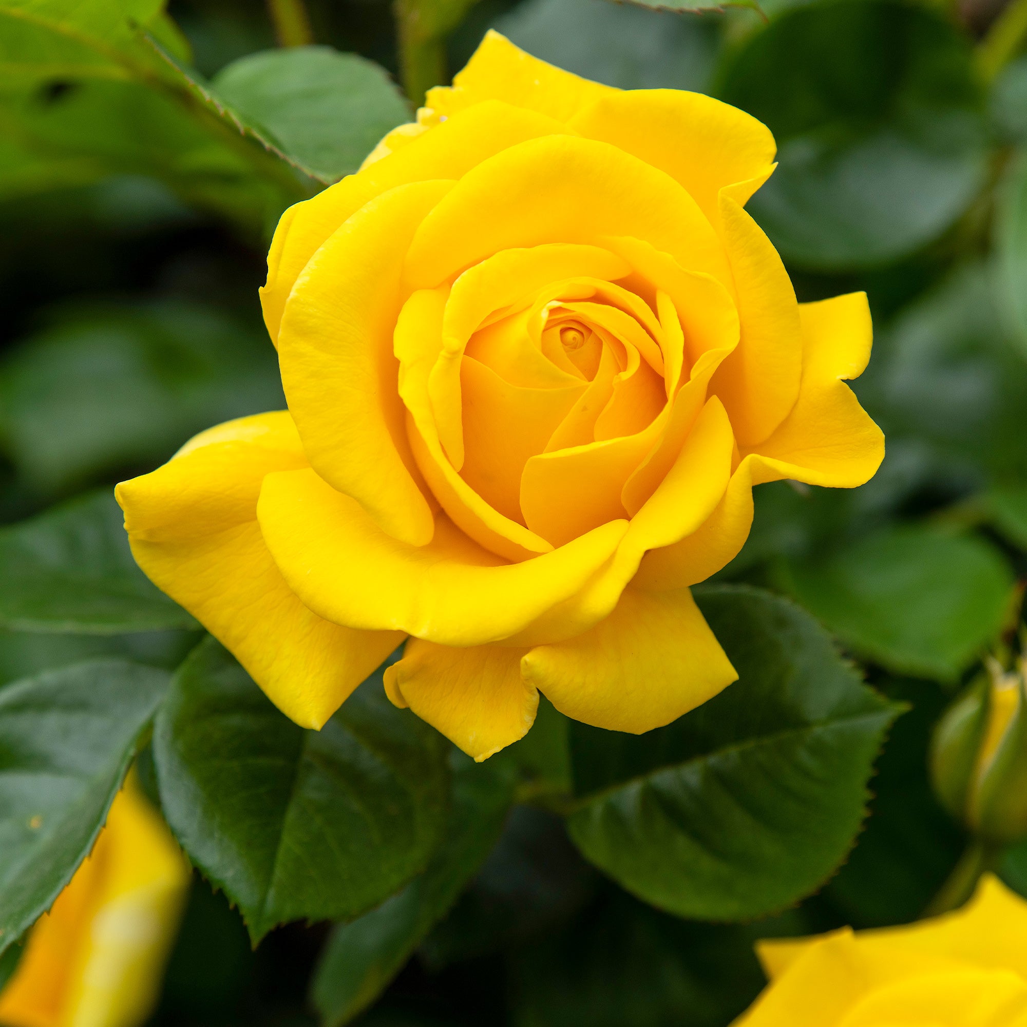 Bakker Rosier Hadangel buisson jaune racine nue
