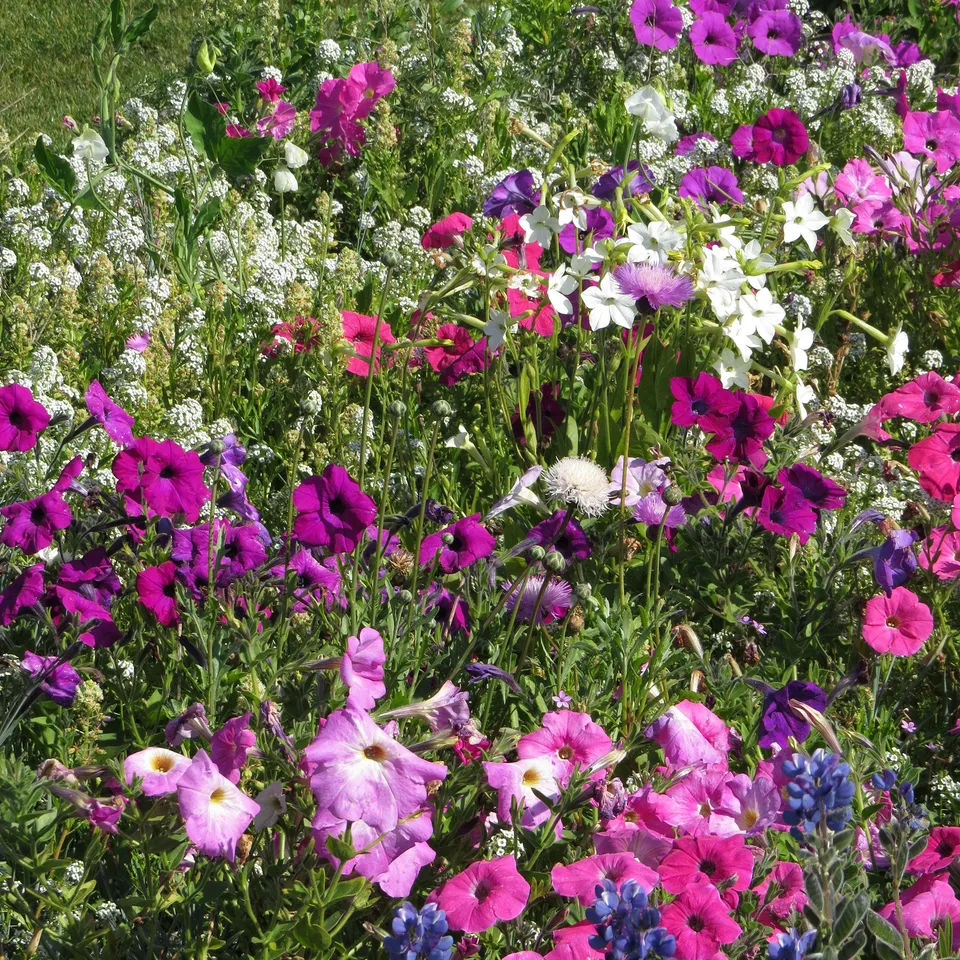 Bakker Mélange fleurs parfumées graines 20g 20m²