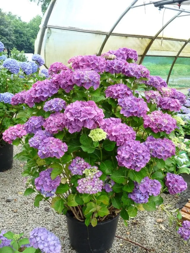 Les Hortensias du Haut Bois Sibilla hortensia macrophylla godet
