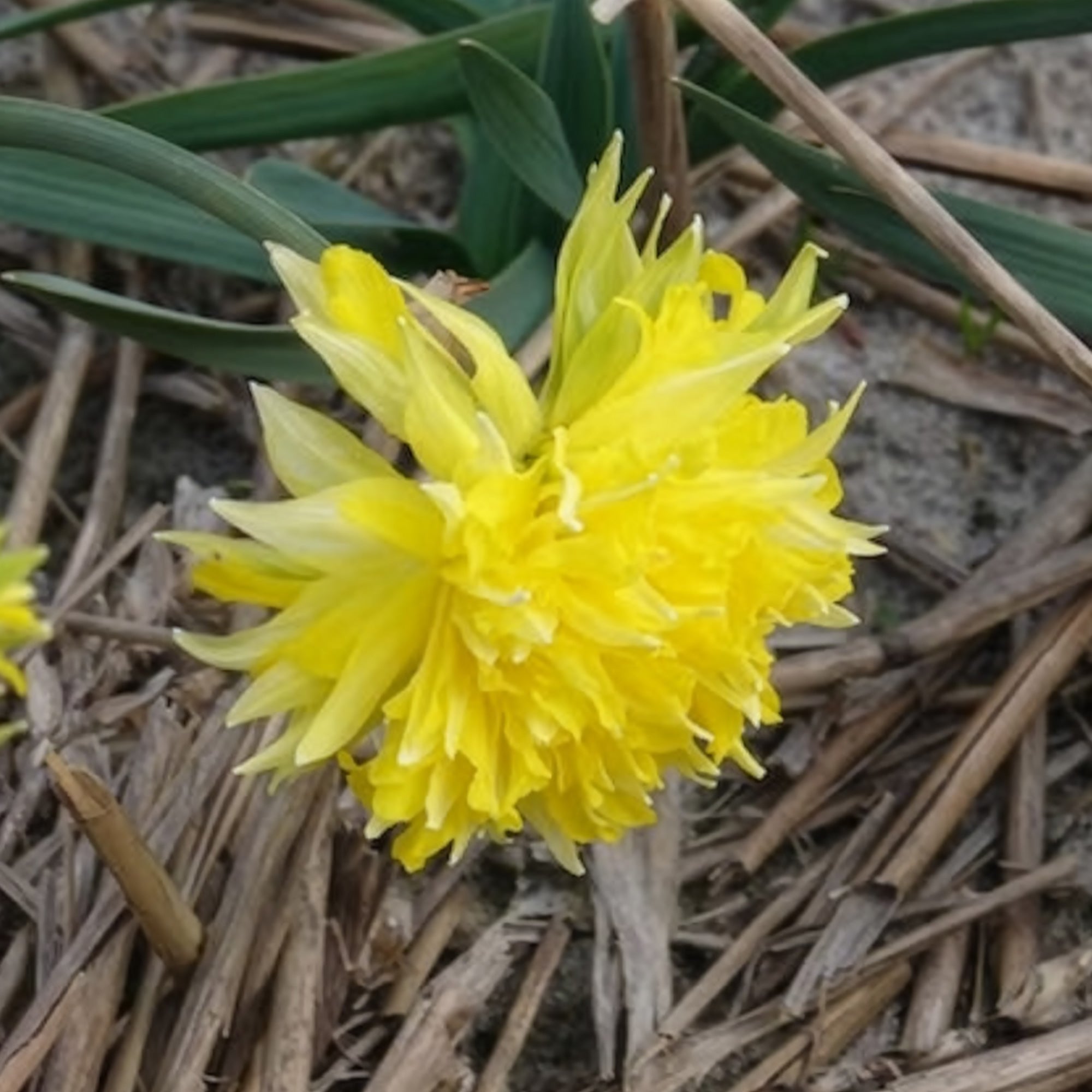 Bakker Bulbes Mini-narcisses Rip van Winkle bulbes sachet 5 jaune