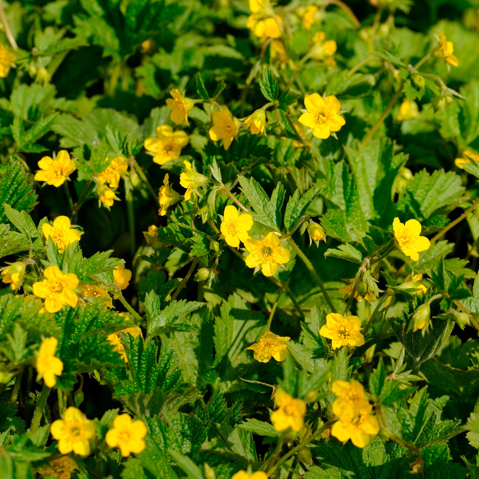 Bakker Waldsteinia geoide vivace couvre-sol pot Ø 9cm jaune