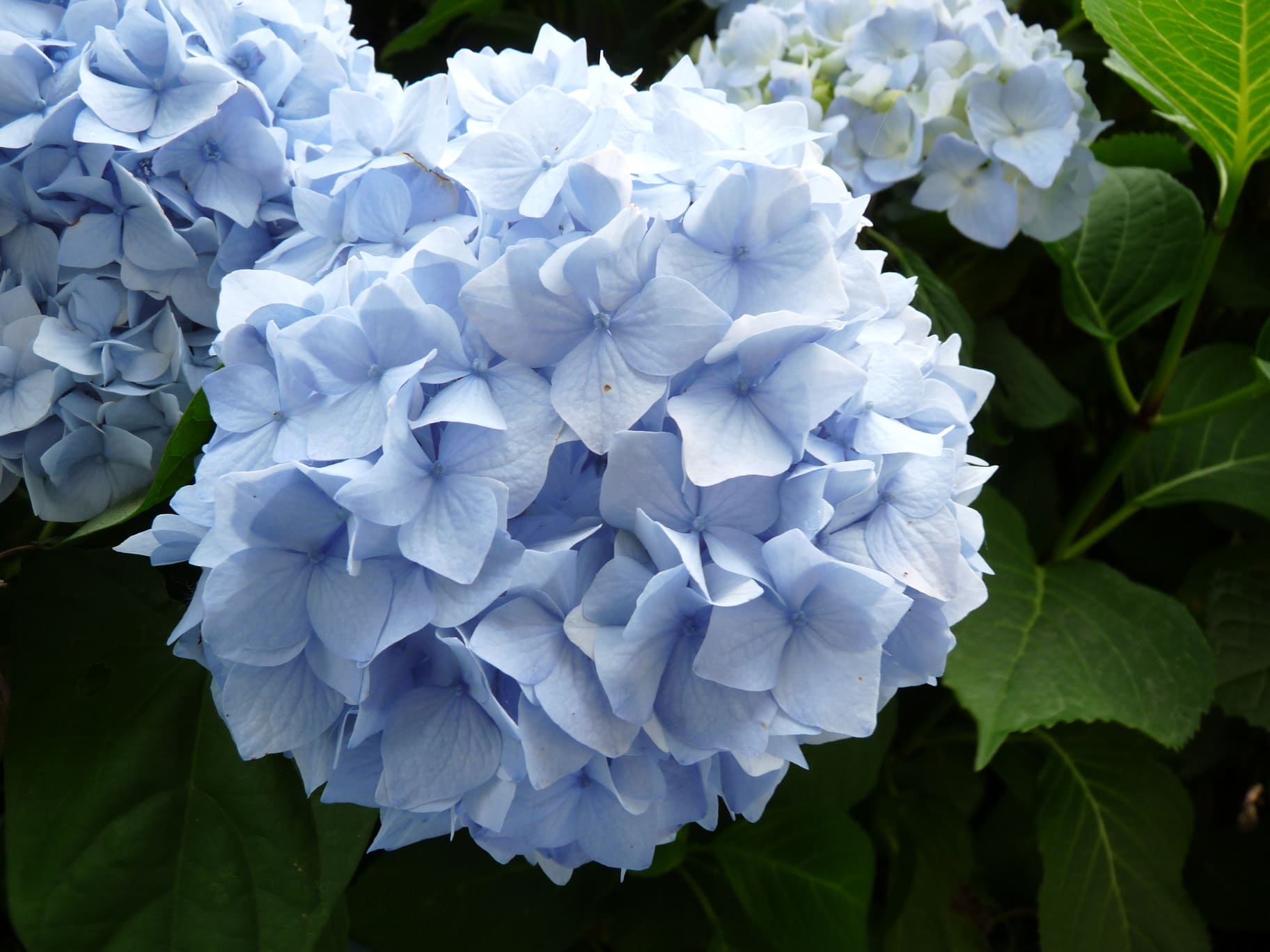 Les Hortensias du Haut Bois Bouquet bleu hortensia bleu godet