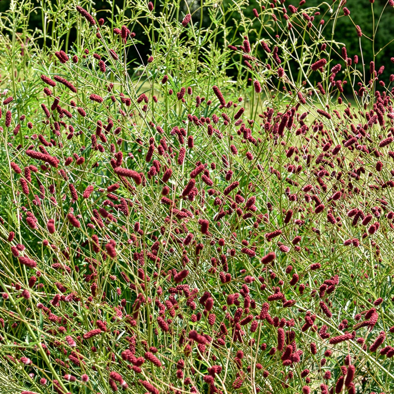 Bakker Plantes d'extérieur 5 Vivaces prairie fleurie 5 pots 9cm mix