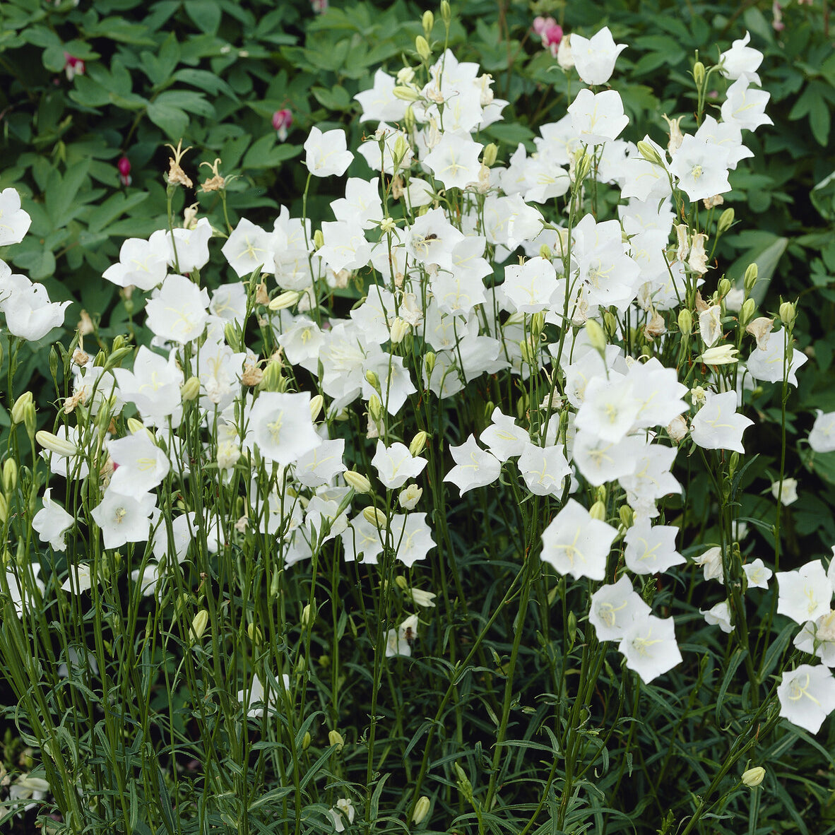 Bakker Campanule à feuilles de pêcher Alba vivace pot 9cm blanche