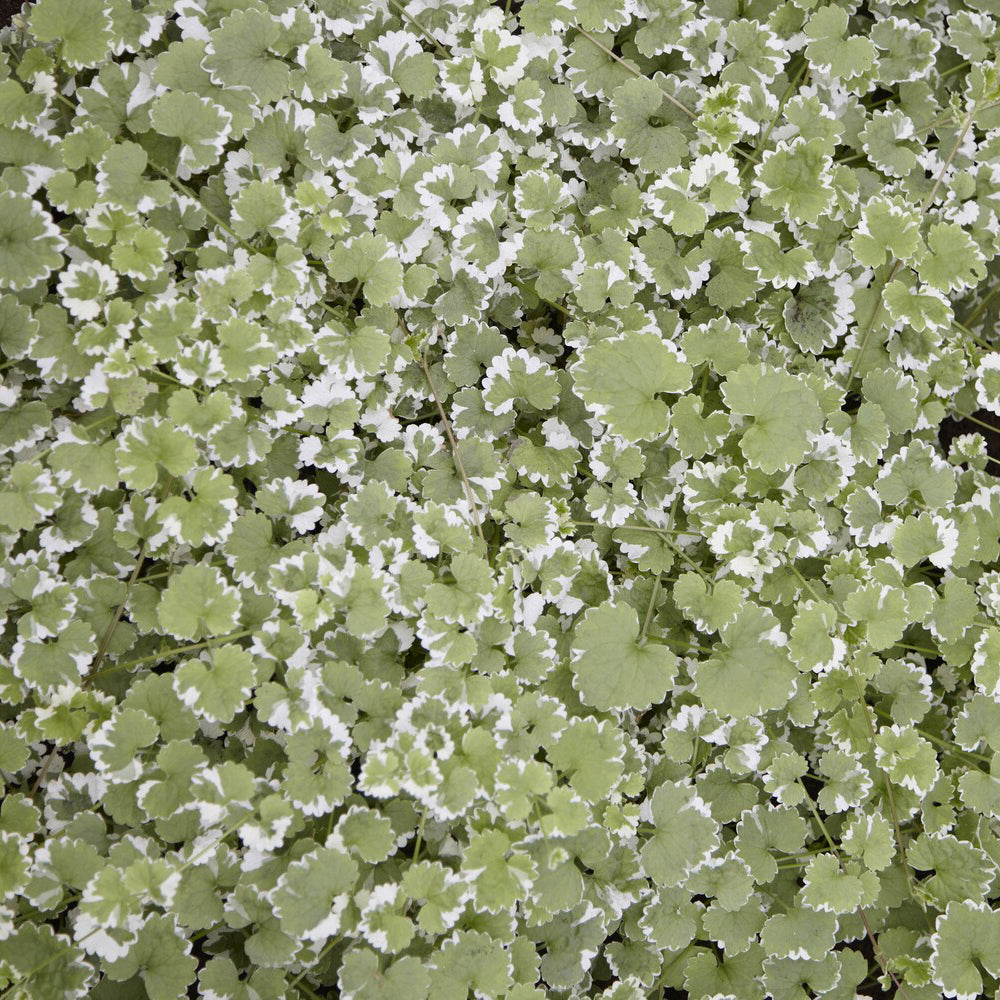 Bakker Lierre terrestre panaché couvre-sol pot Ø 9 cm mi-ombre