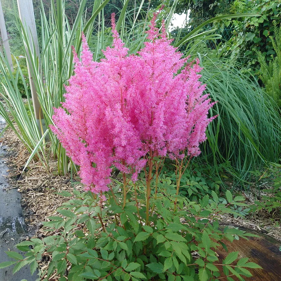 Passion Vivaces Astilbe Younique Pink vivace rose vif godet
