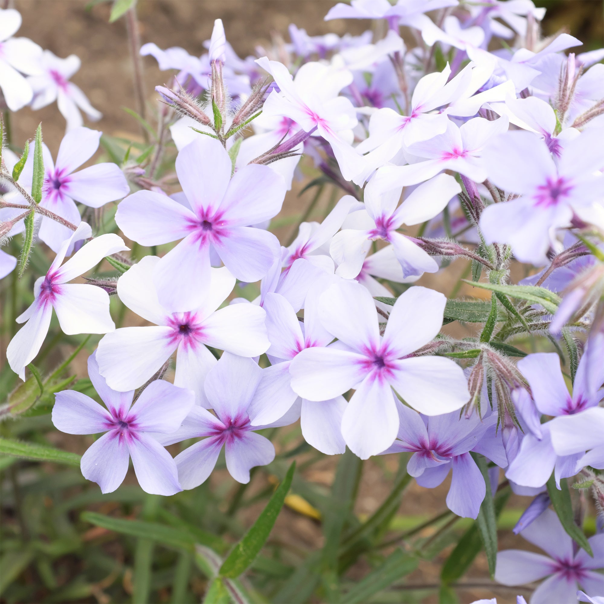 Bakker Plantes vivaces Phlox divaricata Chattahoochee pot 9cm bleu