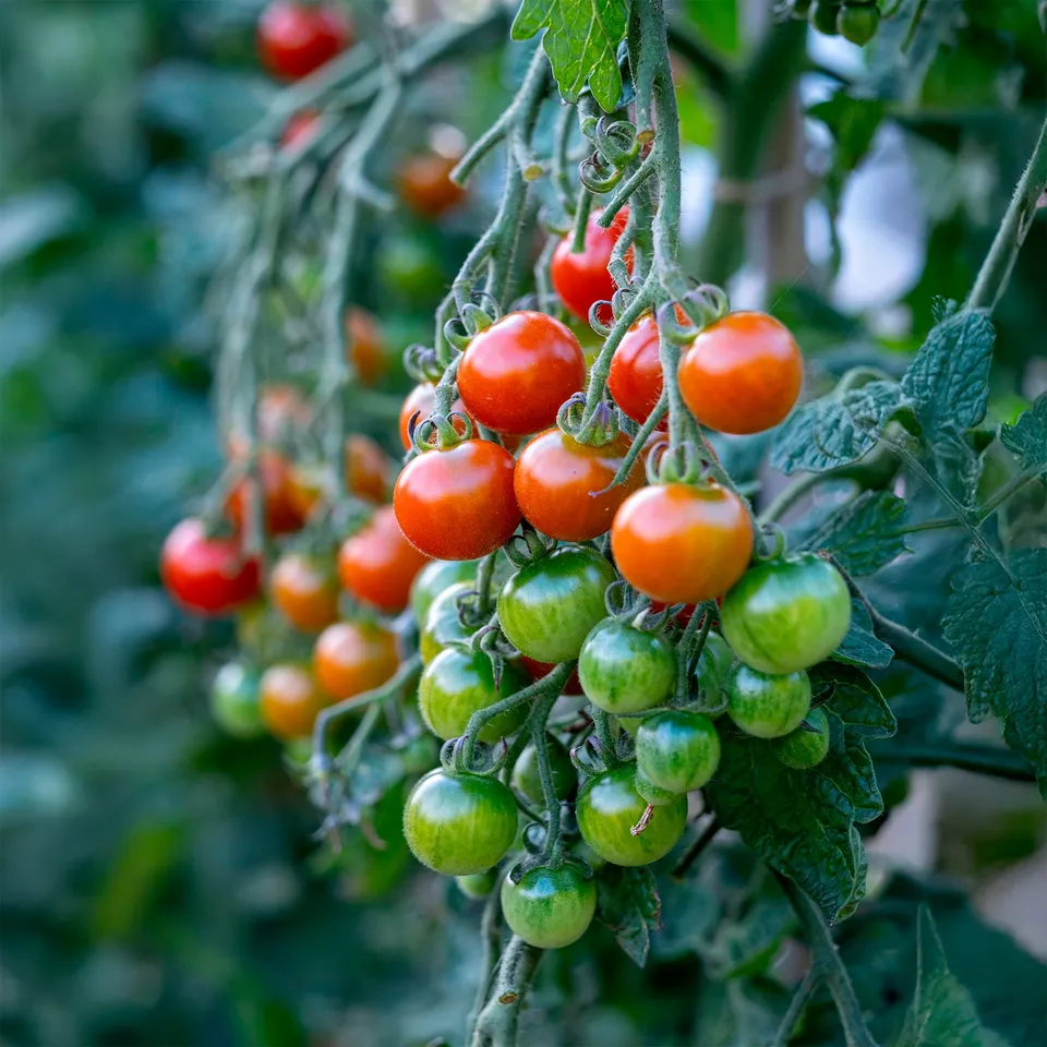Bakker Tomate cerise Délice du jardinier graines sachet ±30 sucrée