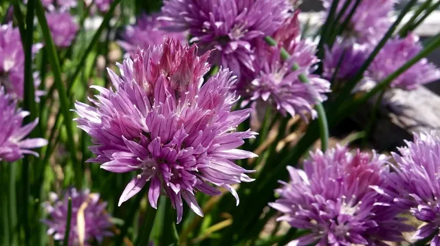 Passion Vivaces Allium schoenoprasum Forescate ciboulette rose vif