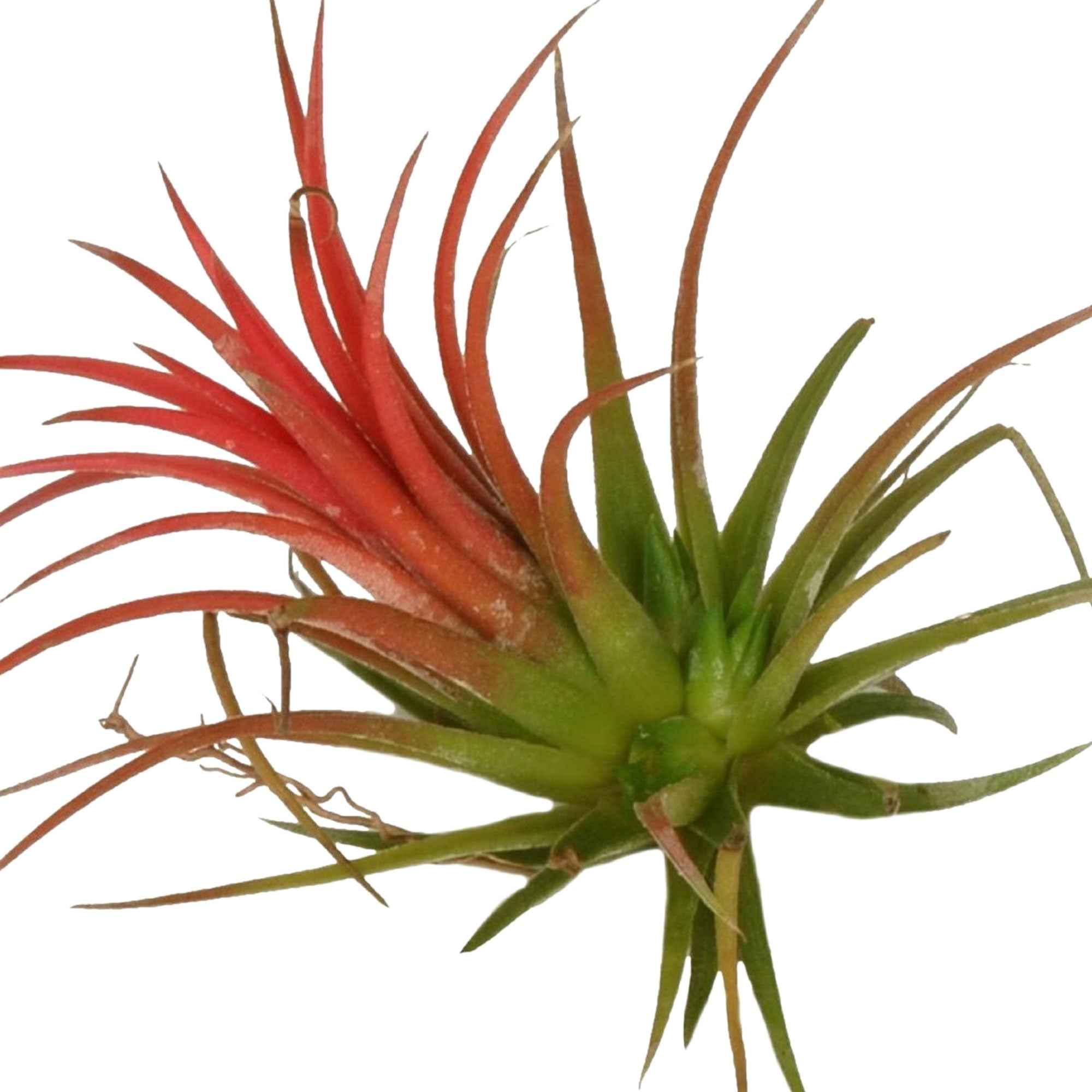 Bakker Bromélia Tillandsia ionantha plante aérienne rouge