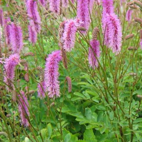 Bakker Pimprenelle Hakusanensis sanguisorbe vivace pot 9cm