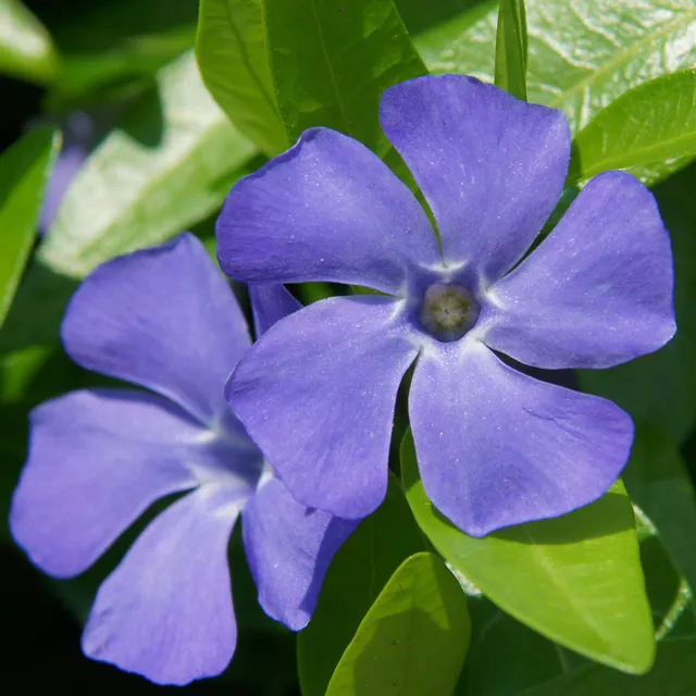 Bakker Grande pervenche plante pot 8cm violette ombre