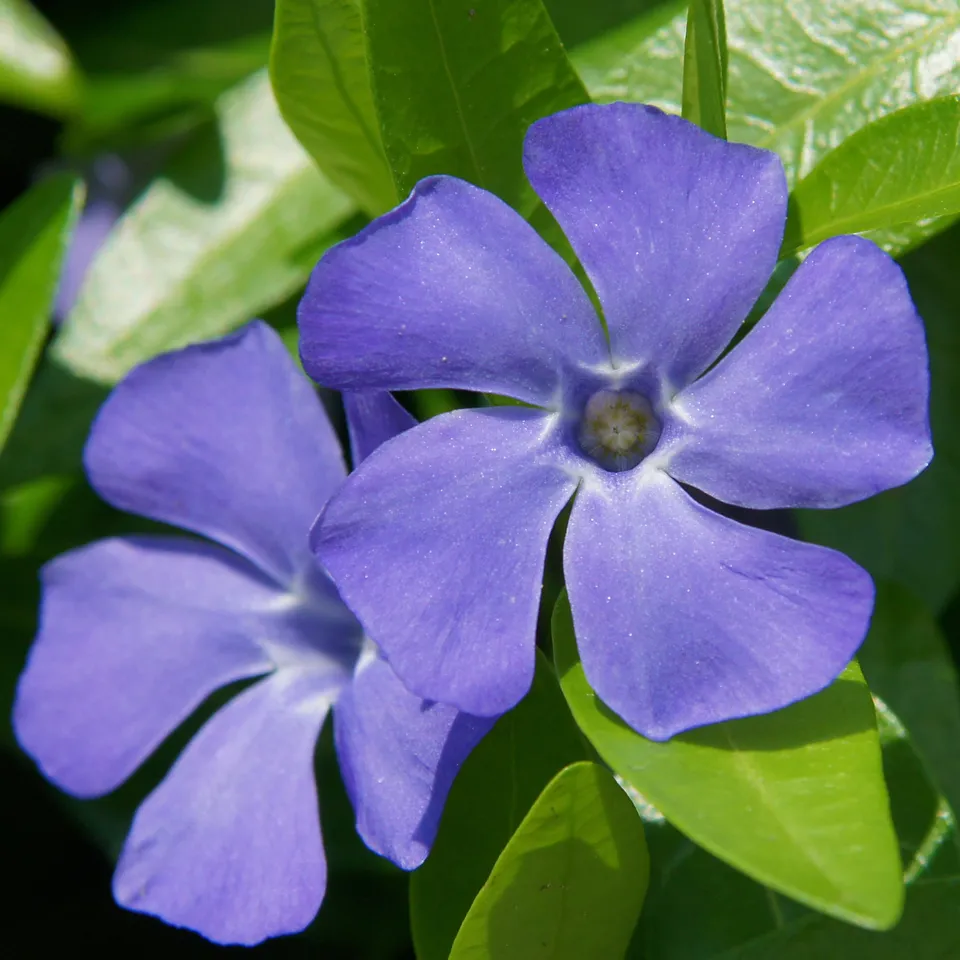 Bakker Grande pervenche plante pot 8cm violette ombre