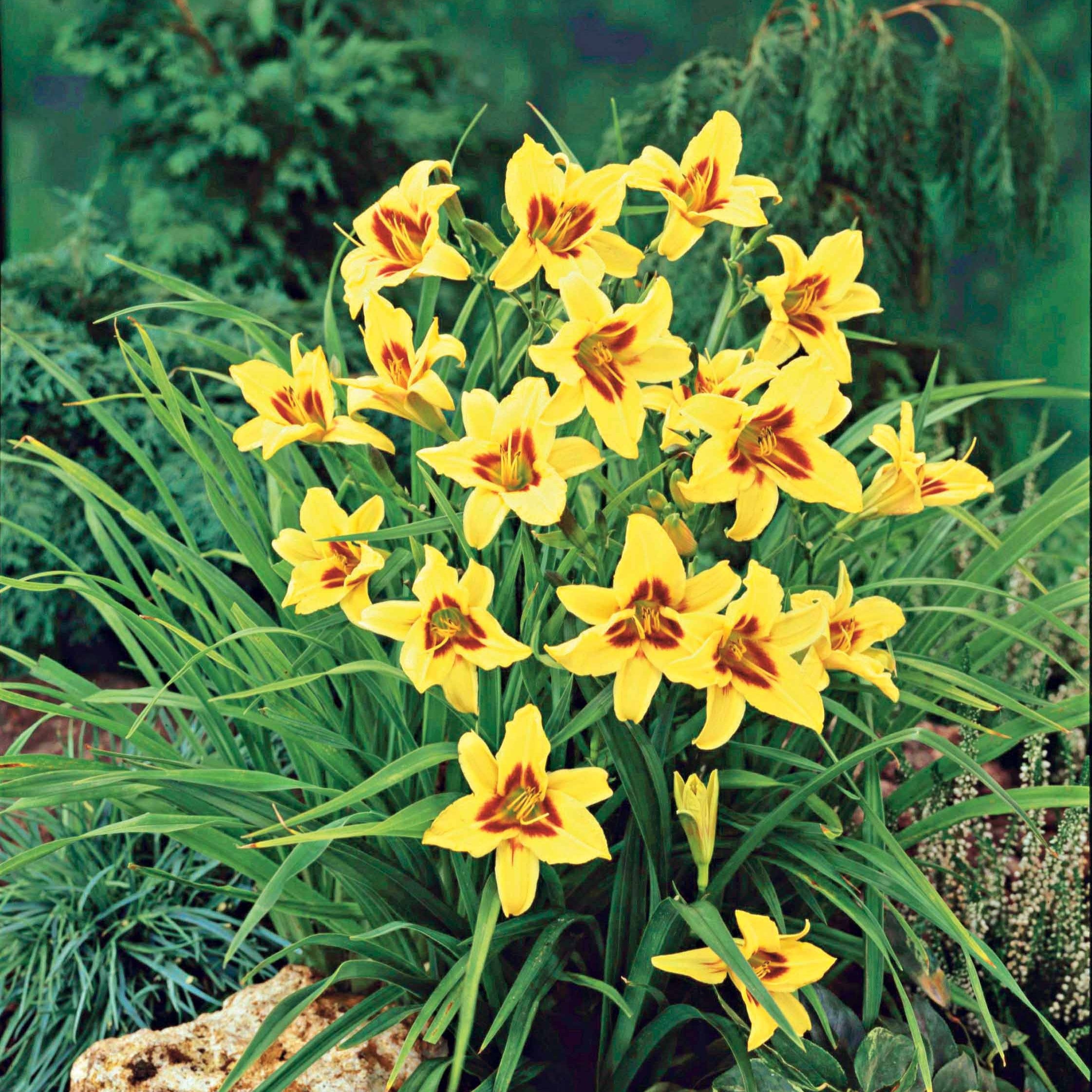 Bakker Hémérocalle Bonanza vivace jaune pot Ø 9 cm