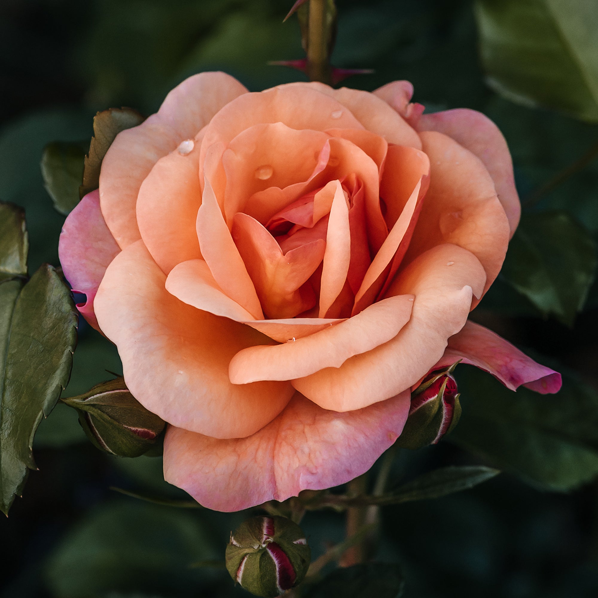 Bakker Rosier Aprikola rosier buisson pot 3L abricot-rosé