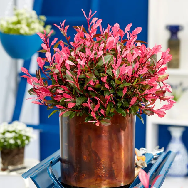 Bakker Photinia Little Fenna arbuste pot 4L nain rouge