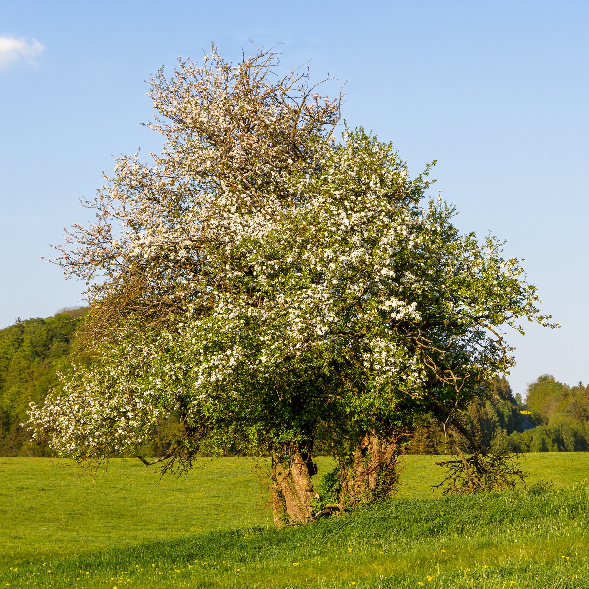 Bakker Pommier sauvage arbre pot 2L 80-100cm blanc