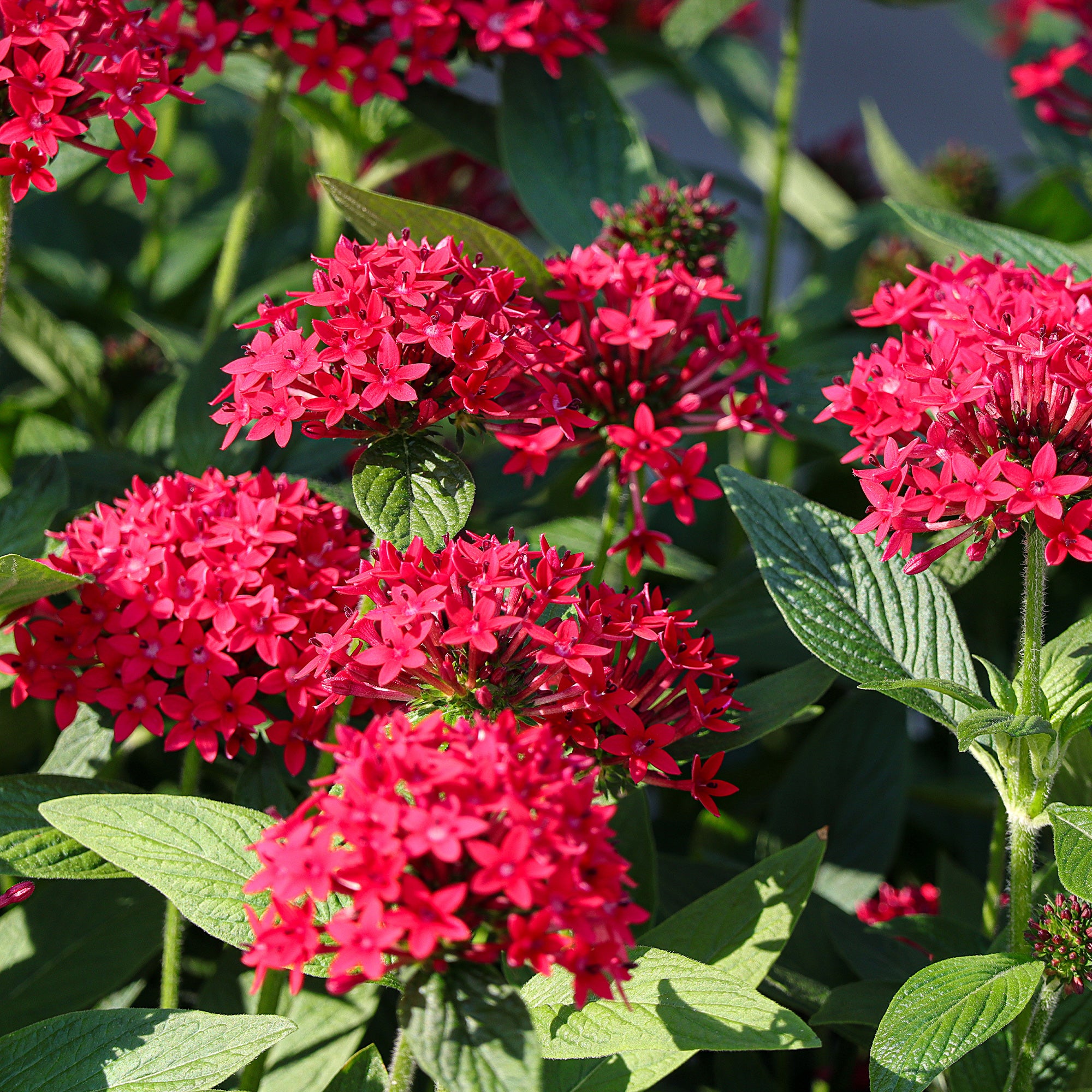 Bakker Pentas rouge étoile égyptienne fleur pot 10,5cm