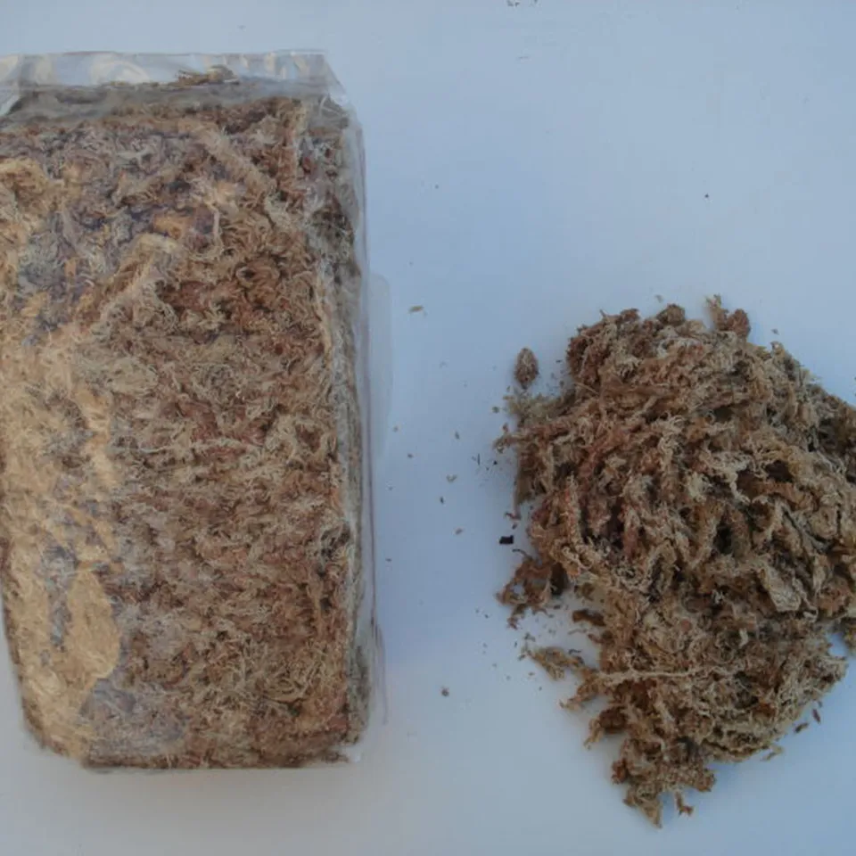 Carniflore Sphaigne déshydratée Chili substrat 200 g premium