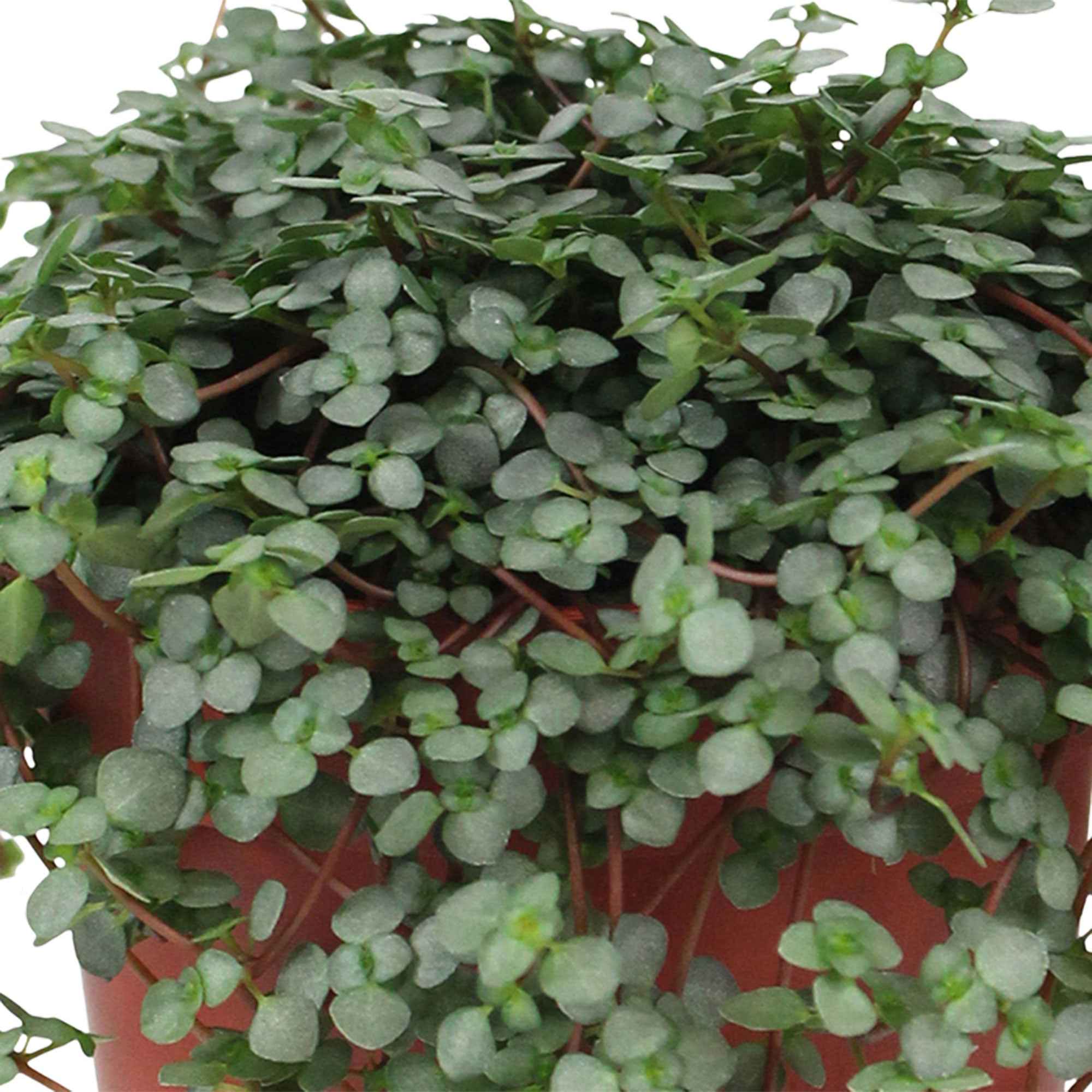 Bakker Plantes d'intérieur Pilea glaucophylla suspendu Ø14cm