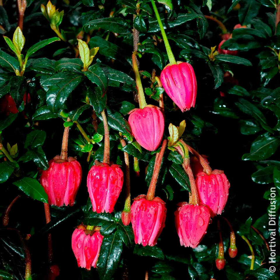 Bakker Crinodendron Hooker arbuste pot 4,5L fleurs rouges