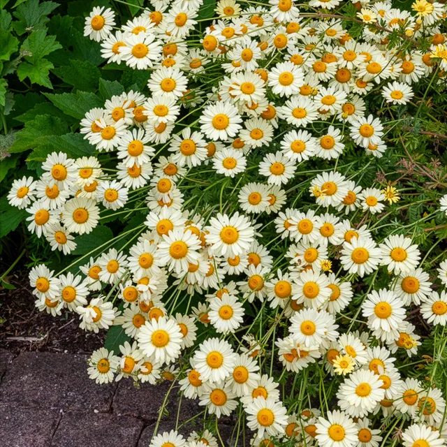 Bakker Camomille E.C. Buxton plante vivace pot 9cm jaune