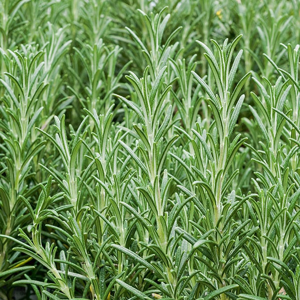 Bakker Romarin officinale aromatique pot 8cm persistant