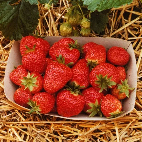 Bakker Fruitiers Fraisier Korona paquet 10 racines nues