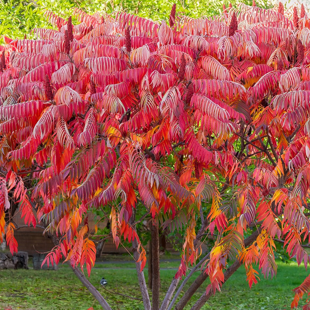 Bakker Sumac de Virginie arbuste pot 5L feuillage automne
