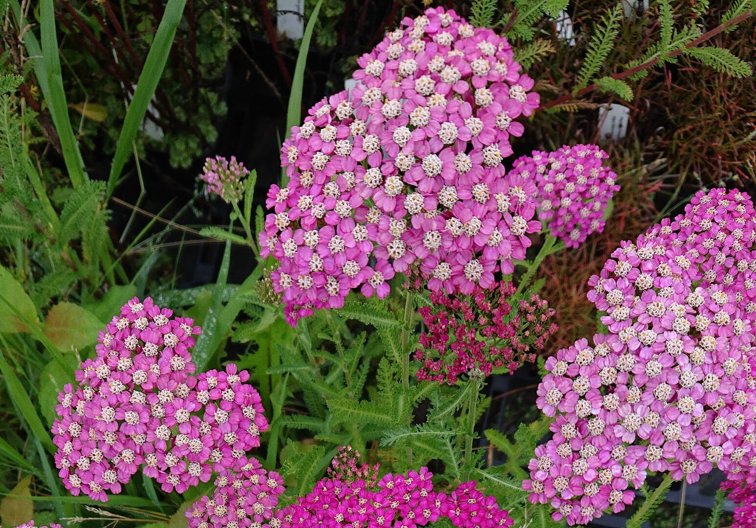 Passion Vivaces Achillea millefolium Excel plante vivace massif