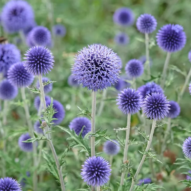Bakker Boule azurée Echinops graines sachet 0,5g 35 graines