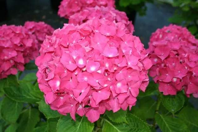 Les Hortensias du Haut Bois Maman hortensia godet