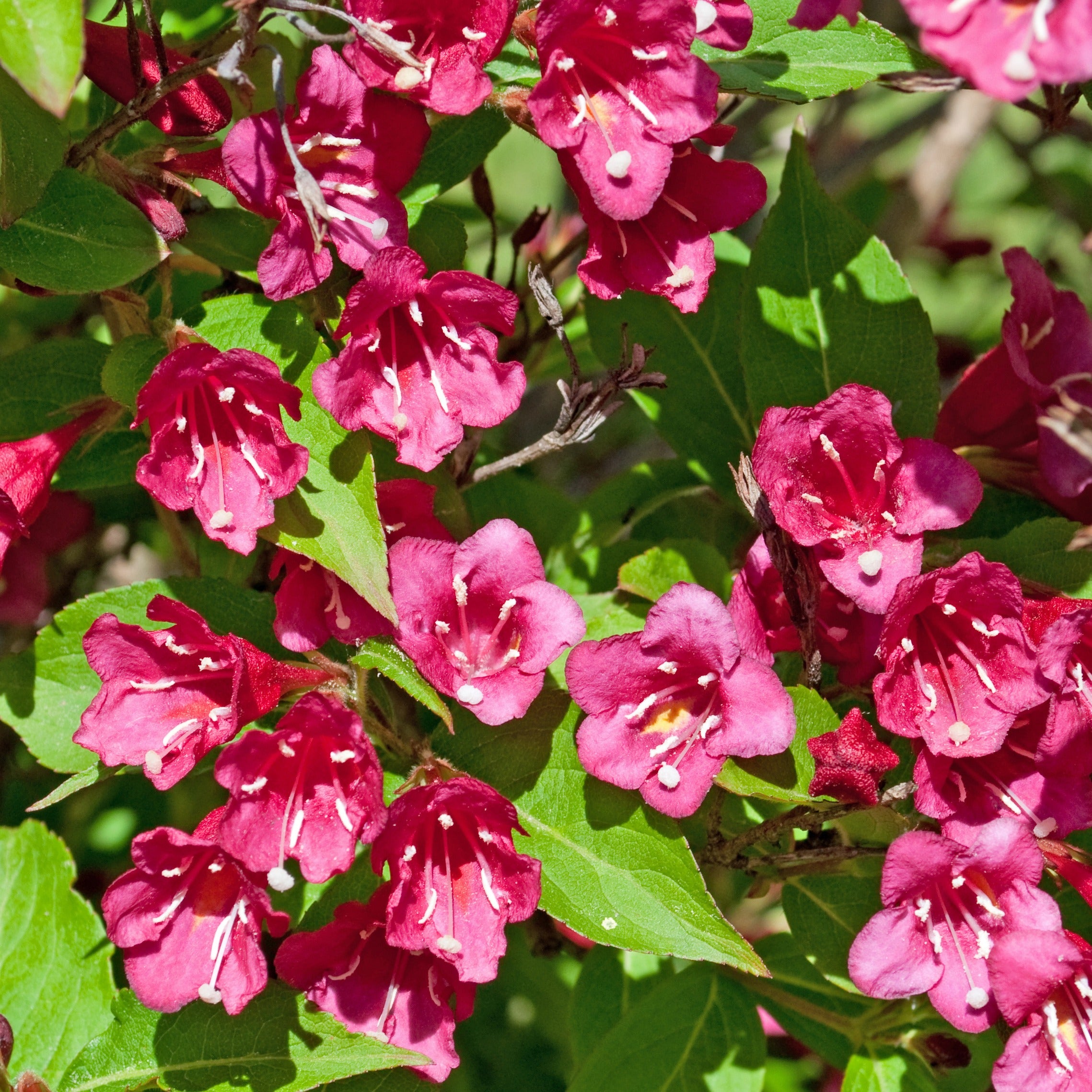 Bakker Weigela Bristol Ruby Fuchsia Pot 1,5L 30-40cm