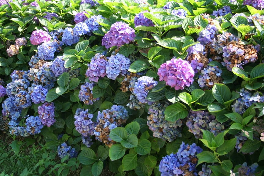 Les Hortensias du Haut Bois Hydrangea macrophylla Tödi hortensia boule rose