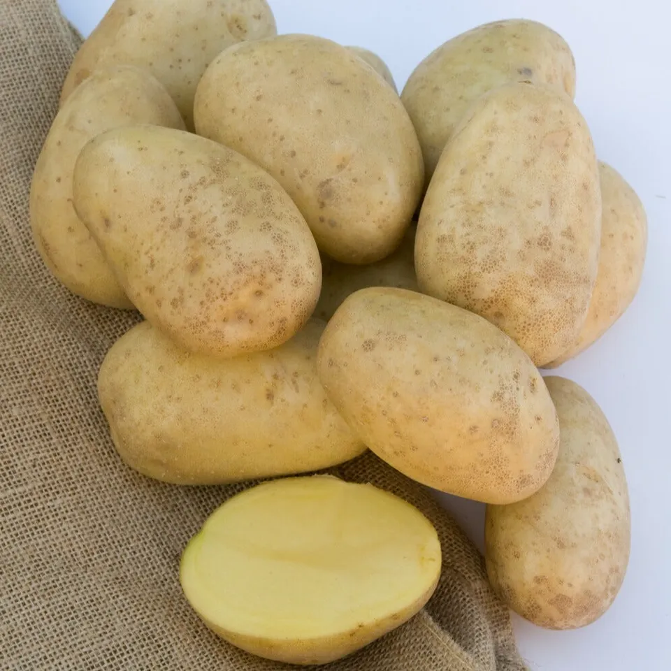 Bakker Potager Mona Lisa pomme de terre 25 plants 28-35mm fondante