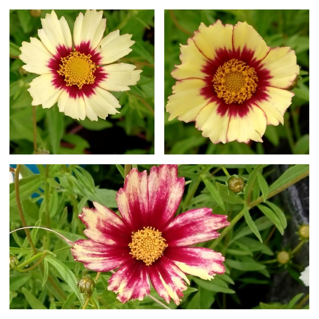 Passion Vivaces Coreopsis Red Shift plante vivace pot 1L jaune rouge