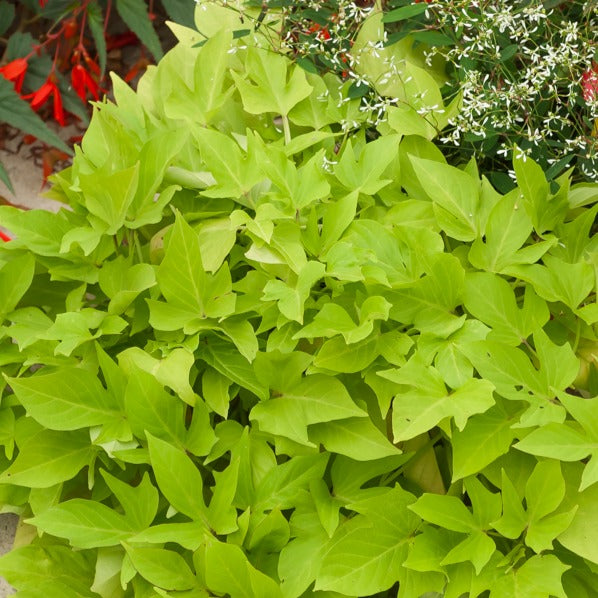 Bakker Ipomées Sweet Caroline Green 3 pots Ø10,5cm retombant