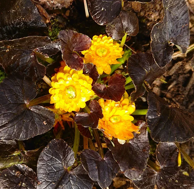 RANUNCULUS ficaria Jacqueline renoncule godet orange double