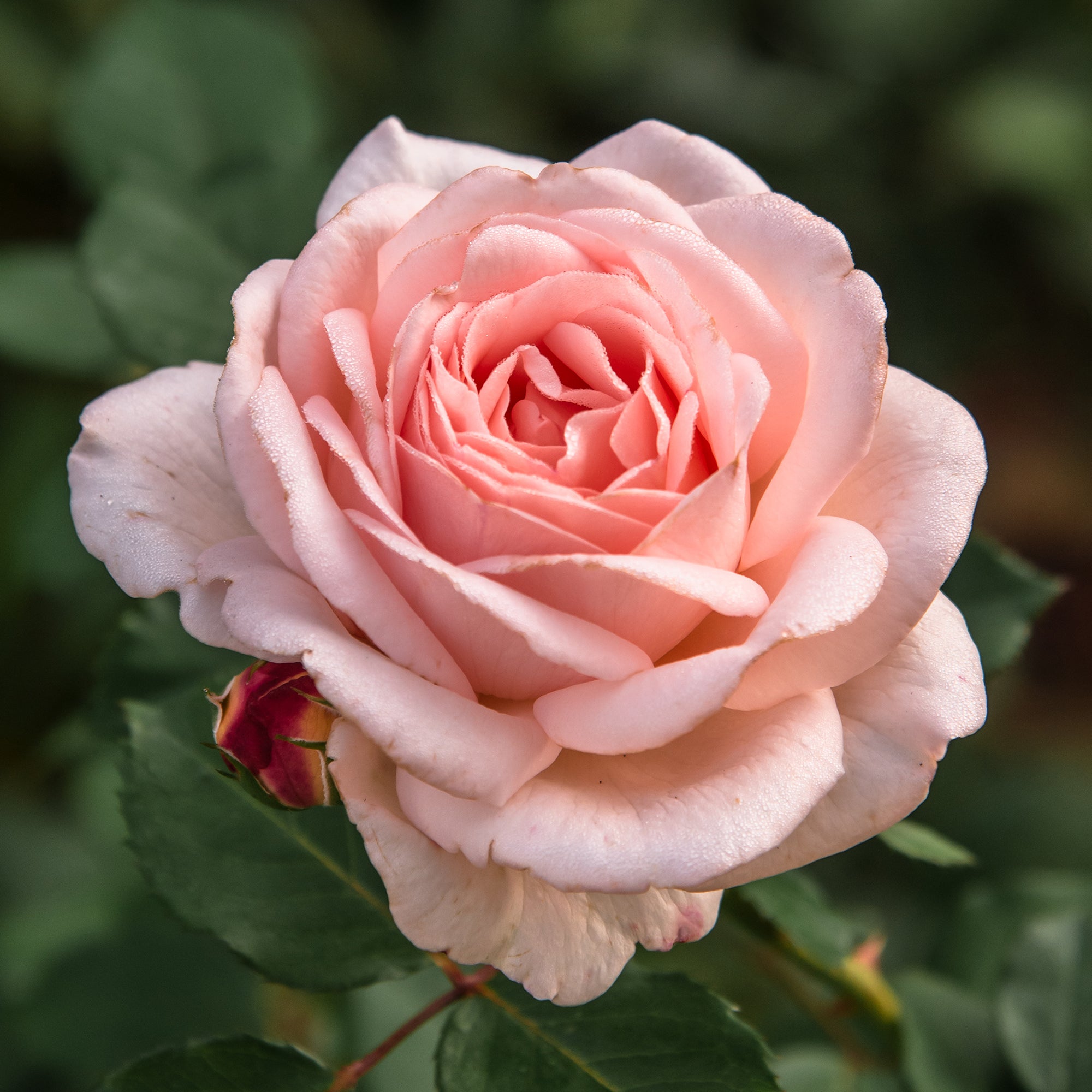 Bakker Rosiers Rosier Clair Renaissance rosier pot 4L rose parfumé