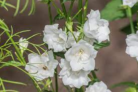 Passion Vivaces Campanula persicifolia Bonne Amie plante pot blanc