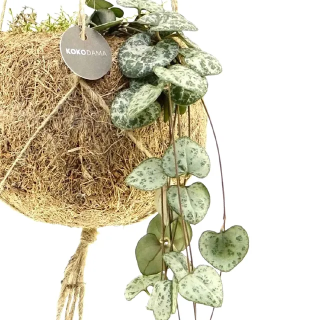 Bakker Ceropegia chaîne cœurs pot coco Ø12cm 20-30cm