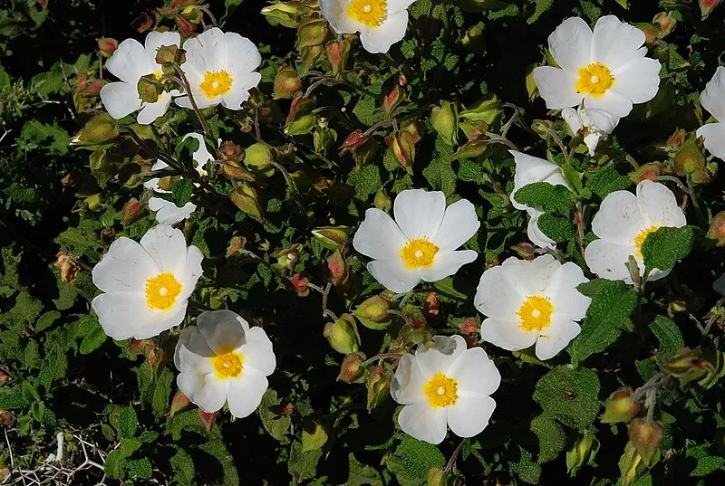 Passion Vivaces Cistus corbariensis arbuste pot 1 litre blanc